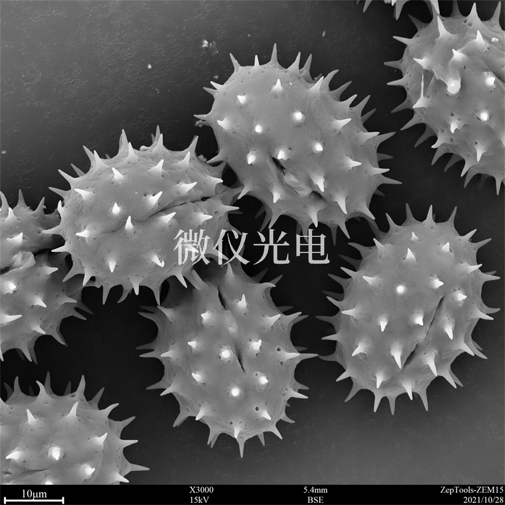 掃描電鏡測樣，要注意什么？